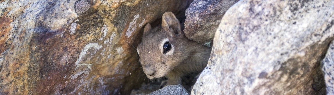 A chipmunk peers warily out from between large boulders