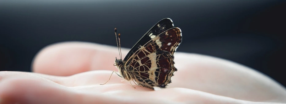 A butterfly rests on the palm of a hand
